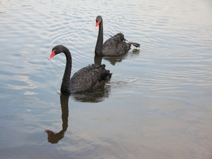 Parque do Ibirapuera