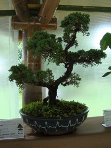 JUST DÅ PÅGICK EN BONSAITRÄD-UTSTÄLLNING