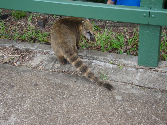 NÄSBJÖRNARNA VAR PÅTRÄNGANDE MEN SÖTA
